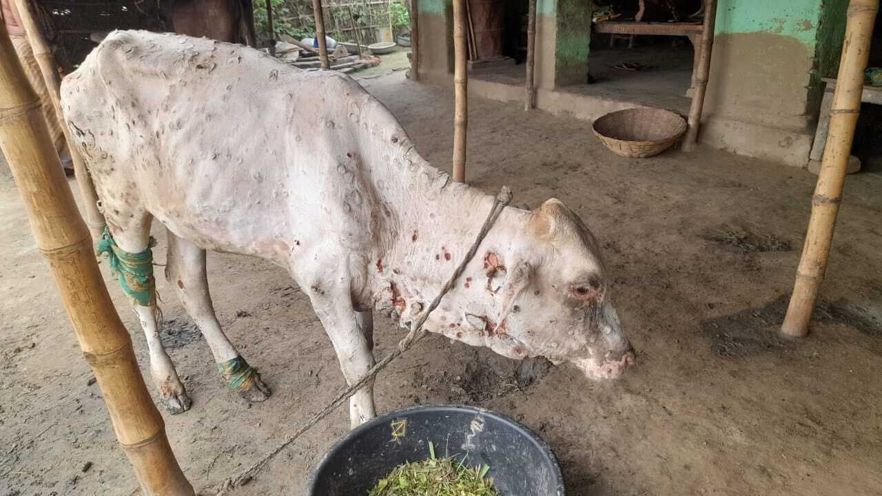 लंपी स्किन डिजीज की चपेट में आकर दर्जनों पशु बीमार