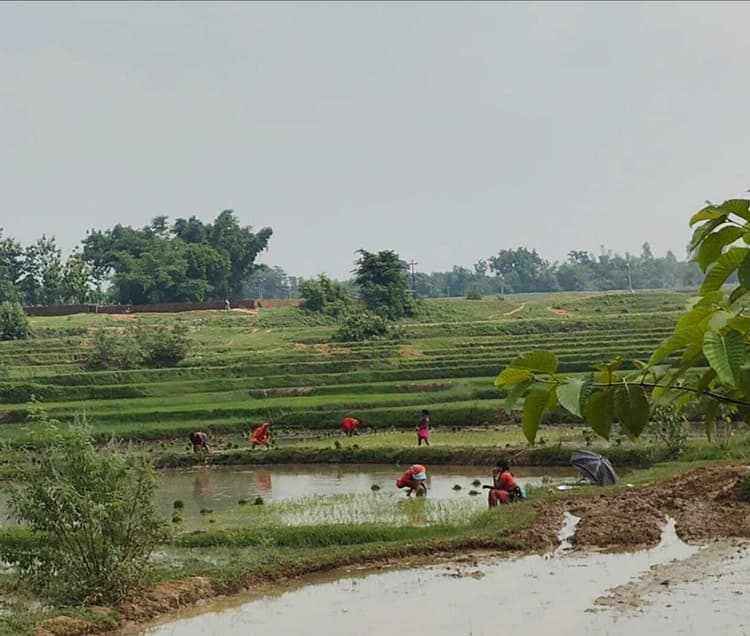 Giridih News :इस बार अच्छी बारिश से अधिक पैदावार की उम्मीद, बचे हुए किसानों ने शुरू की धनरोपनी