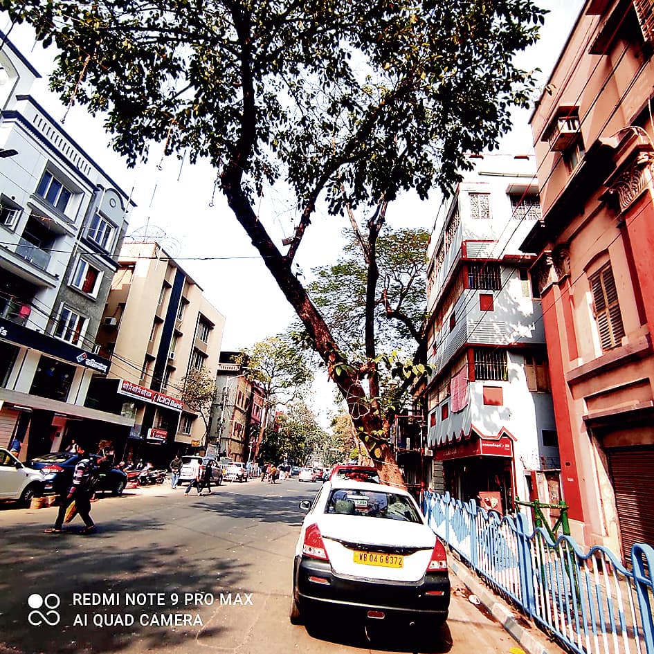 बीमार व सूख चुके पेड़ों का नगर निगम कर रहा है सर्वे