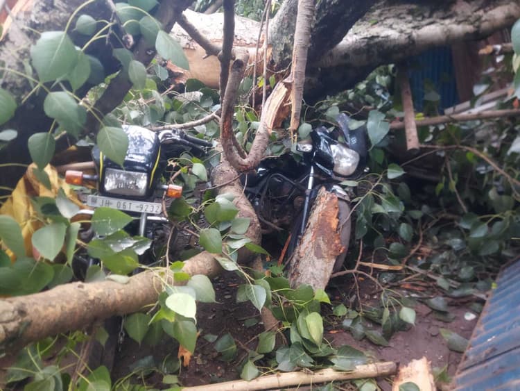 Chaibasa News : जड़ सहित उखड़ कर सड़क पर गिरा दो सौ साल पुराना पीपल का पेड