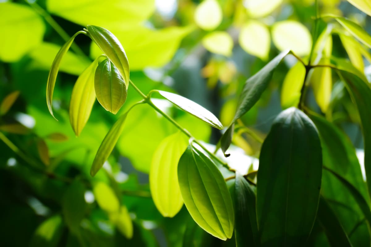 how to grow bay leaf plant how to grow bay leaf plant