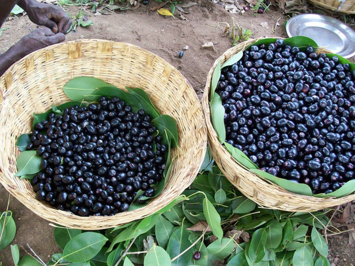 jamun