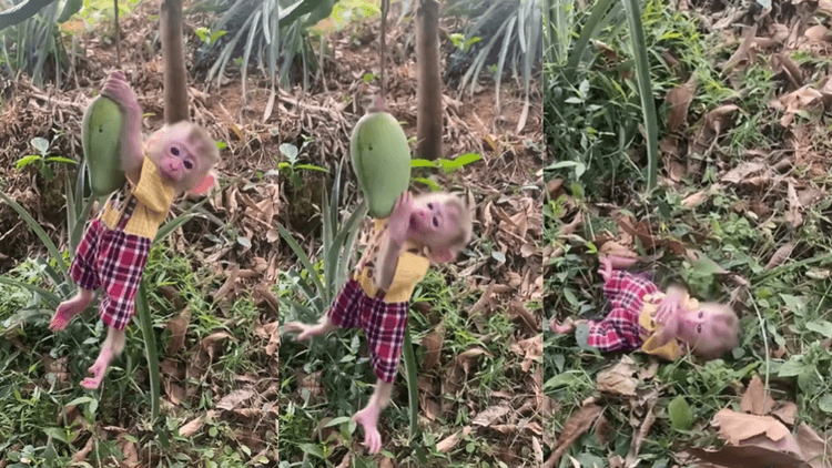 Viral Video: बेबी मंकी लटका आम से, फिर गिरा धड़ाम से, मासूमियत भरी निगाह ने किया इमोशनल