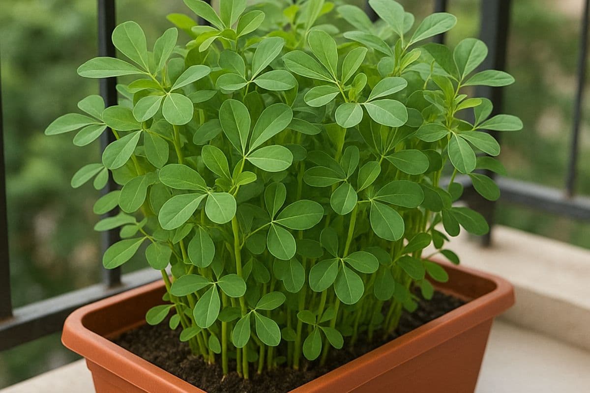 methi plant gardening methi plant gardening