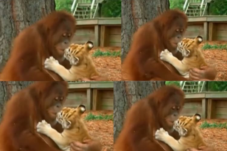 Viral Video: मादा वनमानुष ने गोद लिया सेर के बच्चे को, वीडियो देखकर हो जाएंगे भावुक