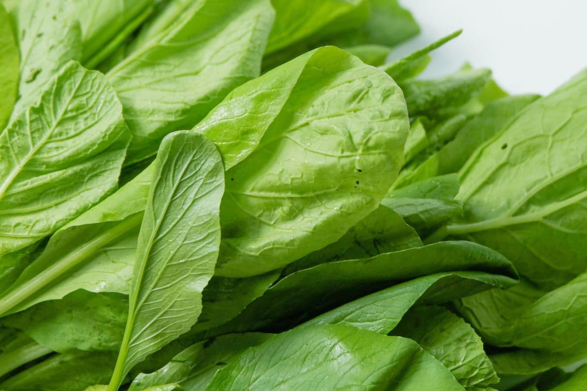 palak gardening tips palak gardening tips