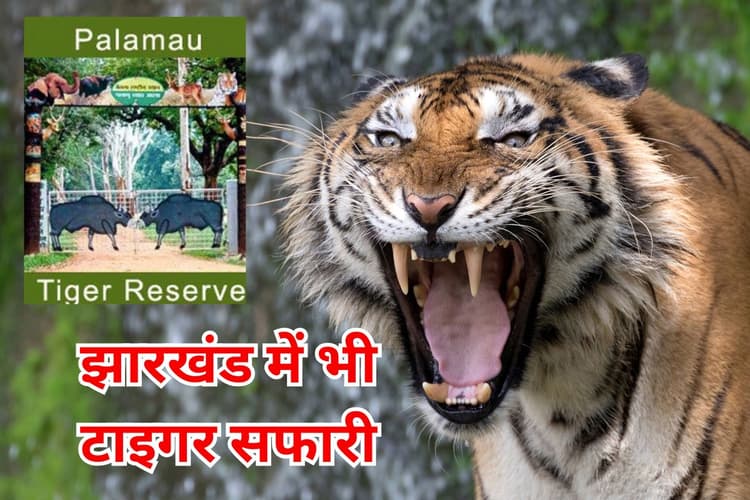 पलामू में शुरू होगी टाइगर सफारी, 250 करोड़ होगा खर्च, युवाओं को मिलेगा रोजगार