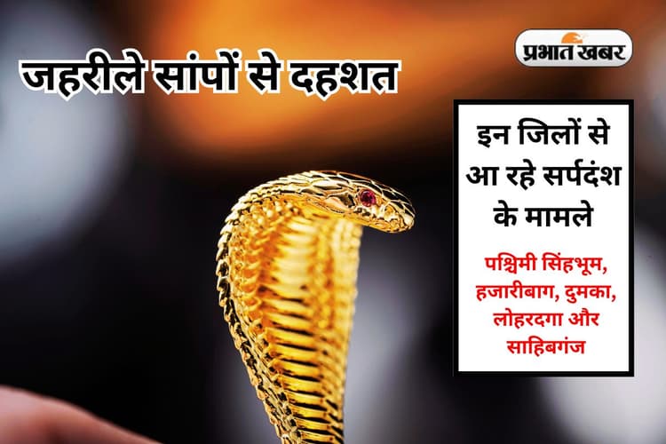 मानसून की बारिश में झारखंड में सर्पदंश के मामले बढ़े, 4 की मौत, विषैले सांपों से कैसे बचें