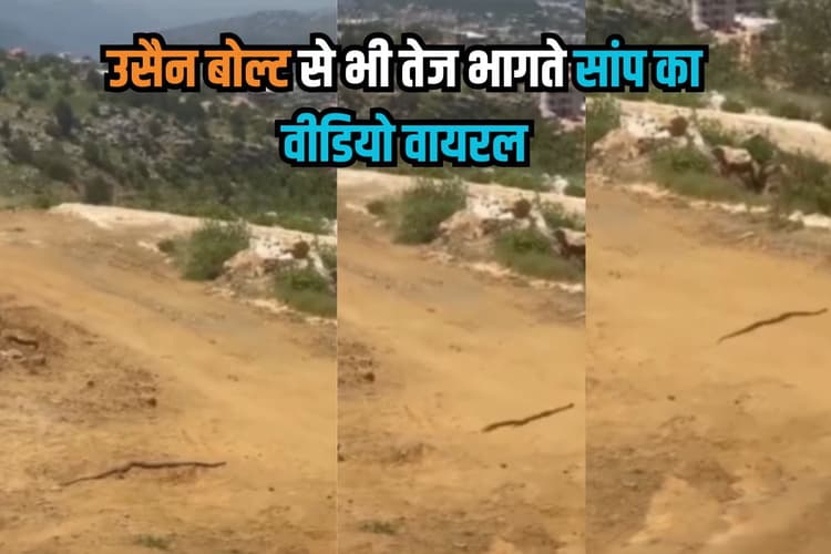 Viral Video: उसैन बोल्ट से भी तेज भागते सांप का वीडियो वायरल, यूजर ने बताया टर्बो इंजन