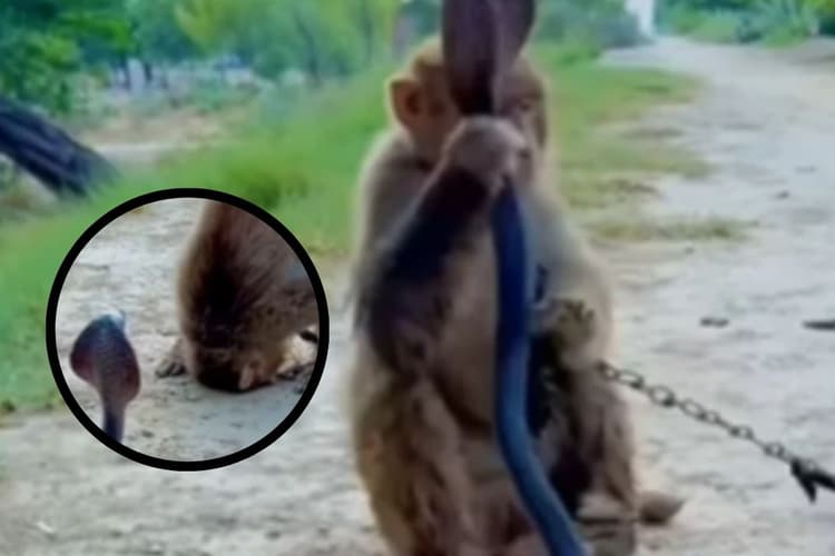 Viral Video : भोलेनाथ और बजरंगबली की मुलाकात! नाग को देखते ही बंदर ने सिर झुका लिया