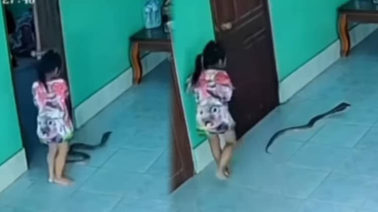 Viral Video: बच्ची ने जैसे खोला दरवाजा बाहर फन फैलाए बैठा था कोबरा, फिर जो हुआ रोंगटे खड़े कर देगा, देखिए वायरल वीडियो