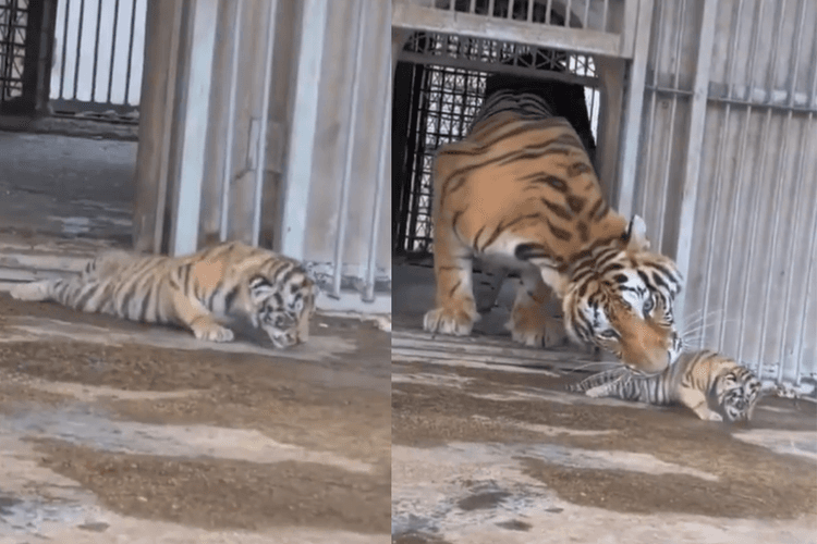 Viral Video: मां से चालाकी दिखा रहा था नन्हा टाइगर, नजरें बचाकर चला गया खेलने, दिल को छू लेगा छोटे साहब की शरारत वाला वीडियो