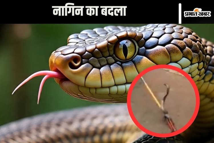 Viral Video : नाग की मौत का बदला लेने पहुंची नागिन, वीडियो देख खड़े हो जाएंगे रोंगटे