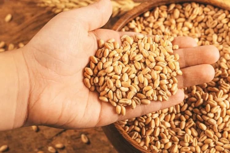 बिहार में अब राशन डीलरों की अनाज चोरी पर कसेगा शिकंजा, 110 करोड़ से नीतीश सरकार करेगी यह काम