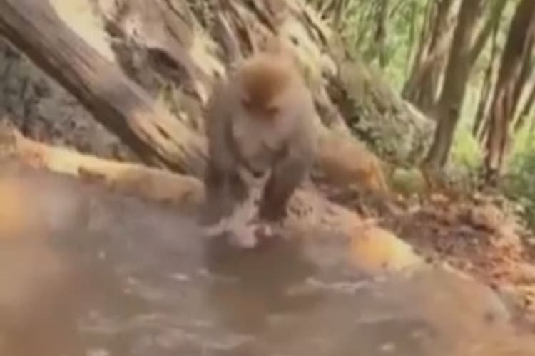 Viral Video : नहीं-नहीं माताजी मुझे नहीं नहाना है, मां ने नहीं सुनी गुहार; सीने से खींचकर अलग किया और पटक कर नहलाया