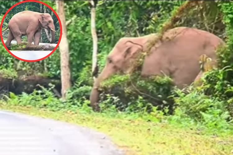 Viral Video: नन्हे हाथी को झाड़ ने कर दिया परेशान, फिर जो हुआ हंसी नहीं रोक पाएंगे