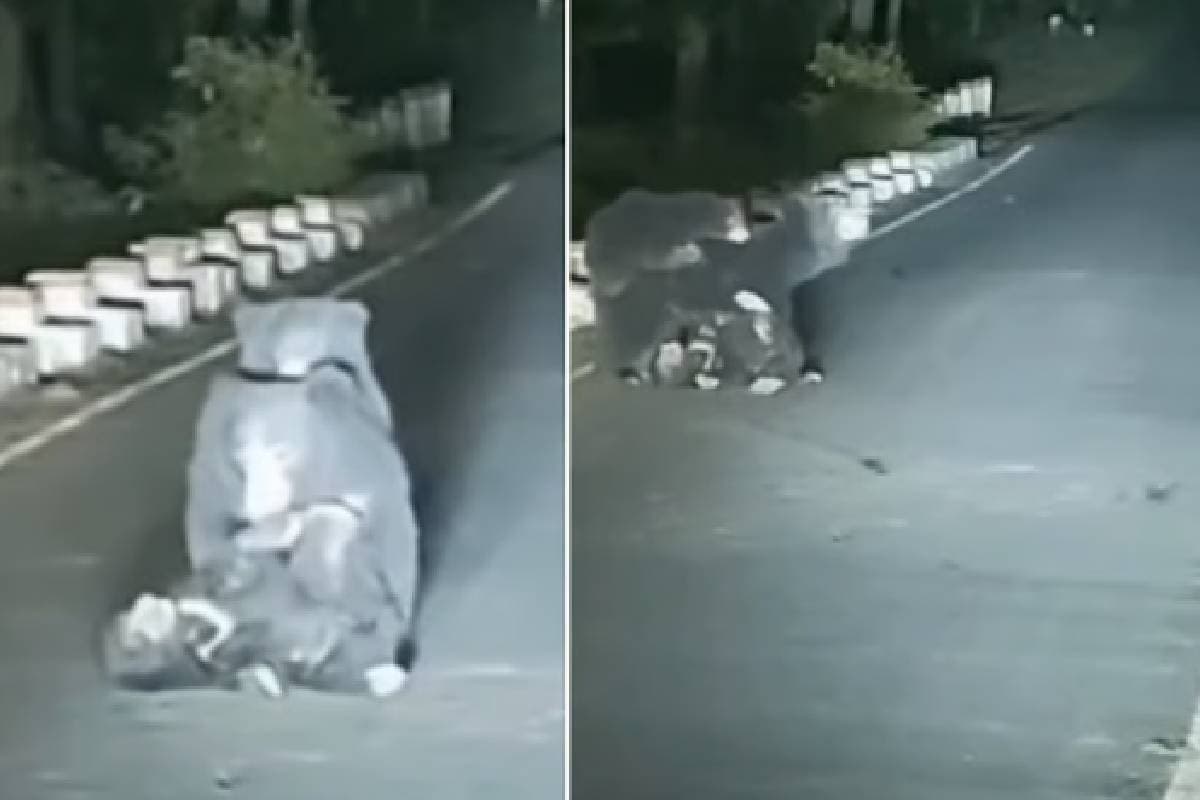 Bear Cub Hit By Speeding Vehicle Viral Video Bear Cub Hit By Speeding Vehicle Viral Video