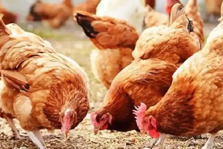 बिहार में मुर्गा चोरी के विवाद ने लिया खौफनाक रूप, युवक की पिटाई से मौत