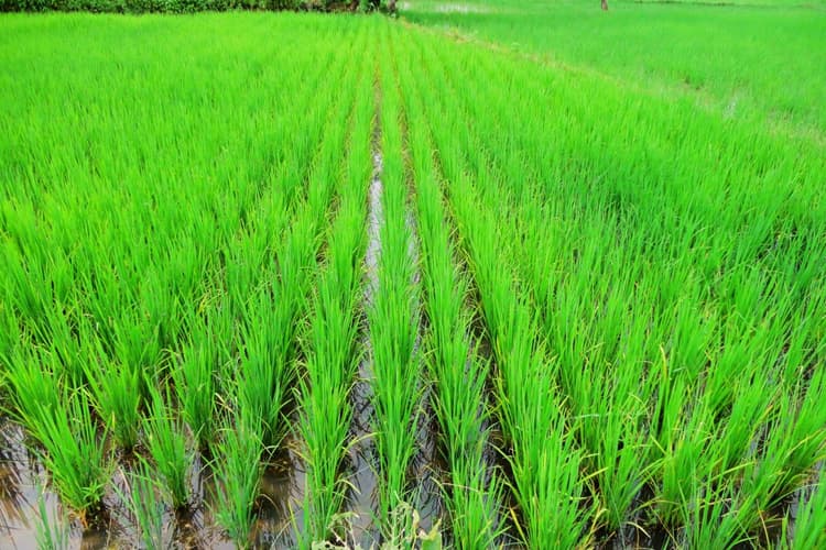 किसान 31 अगस्त तक करा लें ये काम, नहीं तो पछतायेंगे, सरायकेला-खरसावां में अब तक आये 3,784 आवेदन