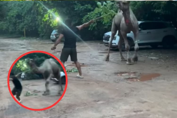 Viral Video : ऊंट ने दौड़ा दिया लड़कों को, रेगिस्तान के राजा को आया जोरदार गुस्सा