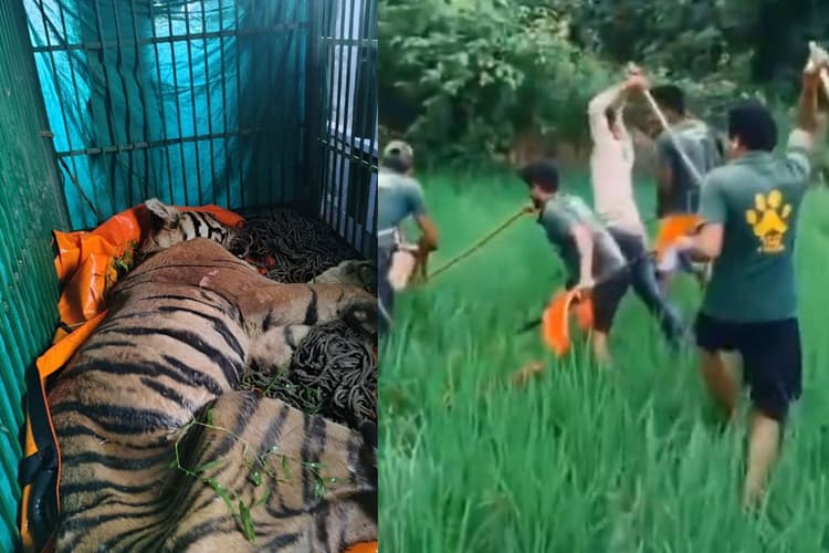 Video: बिहार के खेत में आदमखोर बाघ पर टूट पड़े गांव वाले? वायरल हो रहा वीडियो