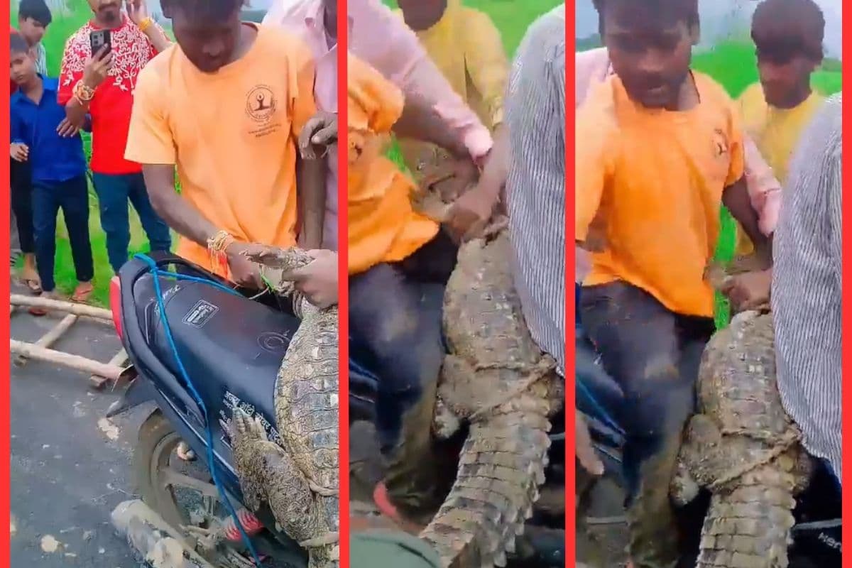 Viral Video: बाइक पर खूंखार मगरमच्छ की सवारी, वीडियो देख खड़े हो जाएंगे रोंगटे