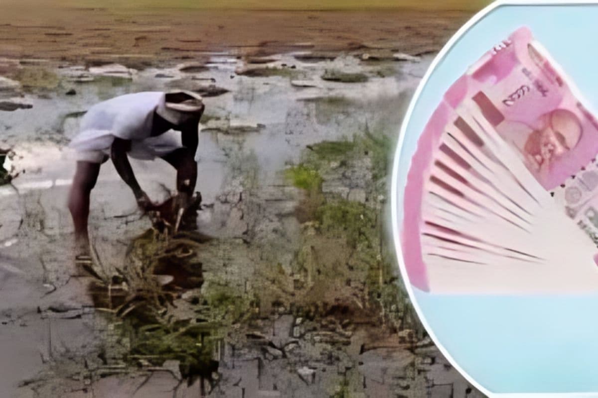 Farmer Compensation: भारी बारिश से 14 जिलों की खरीफ फसल बर्बाद, सरकार देगी मुआवजा