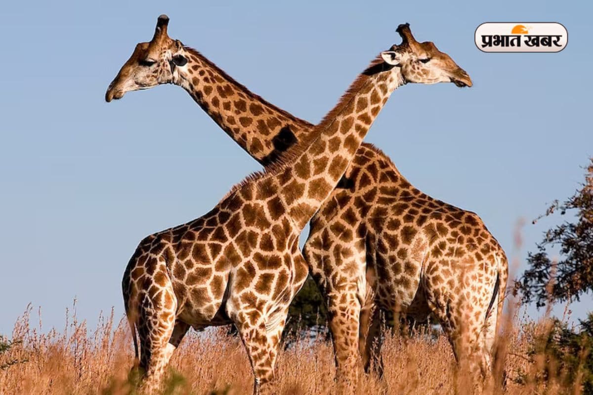 Giraffe Giraffe