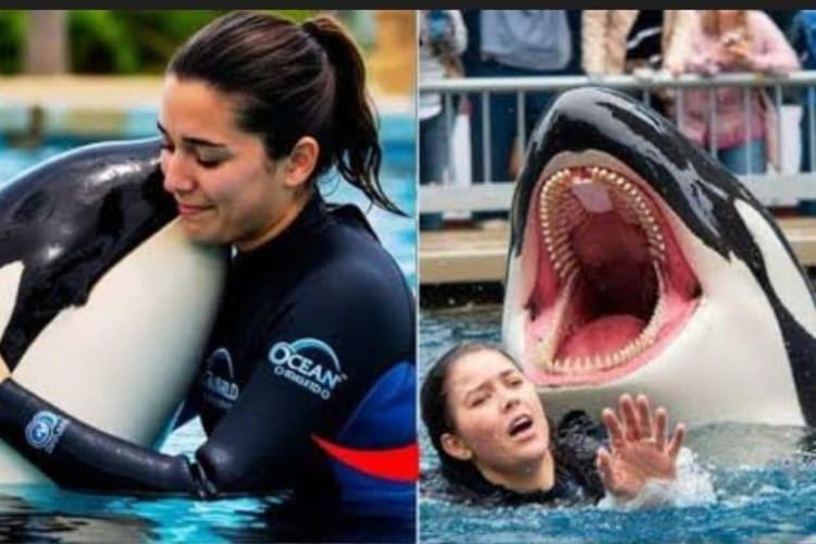 Viral Video Fact Check : ये वीडियो देख कांप जाएंगे आप, डॉल्फिन परिवार की जाइंट मछली ओर्का ने अपनी ट्रेनर को ऐसे निगला
