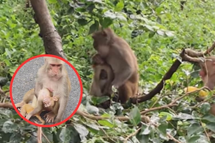 Viral Video : मरे हुए बच्चे को सीने से चिपकाकर भागती रही बंदरिया, वीडियो देख आ जाएंगे आंसू