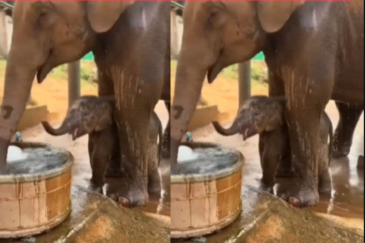 Viral video father elephant bathing baby with water
