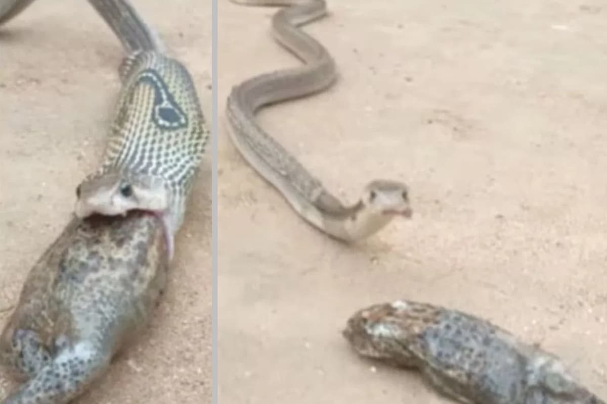 Viral Video: एक साथ दो मेंढकों को निगल गया कोबरा, फिर जो हुआ वो हैरान कर देगा