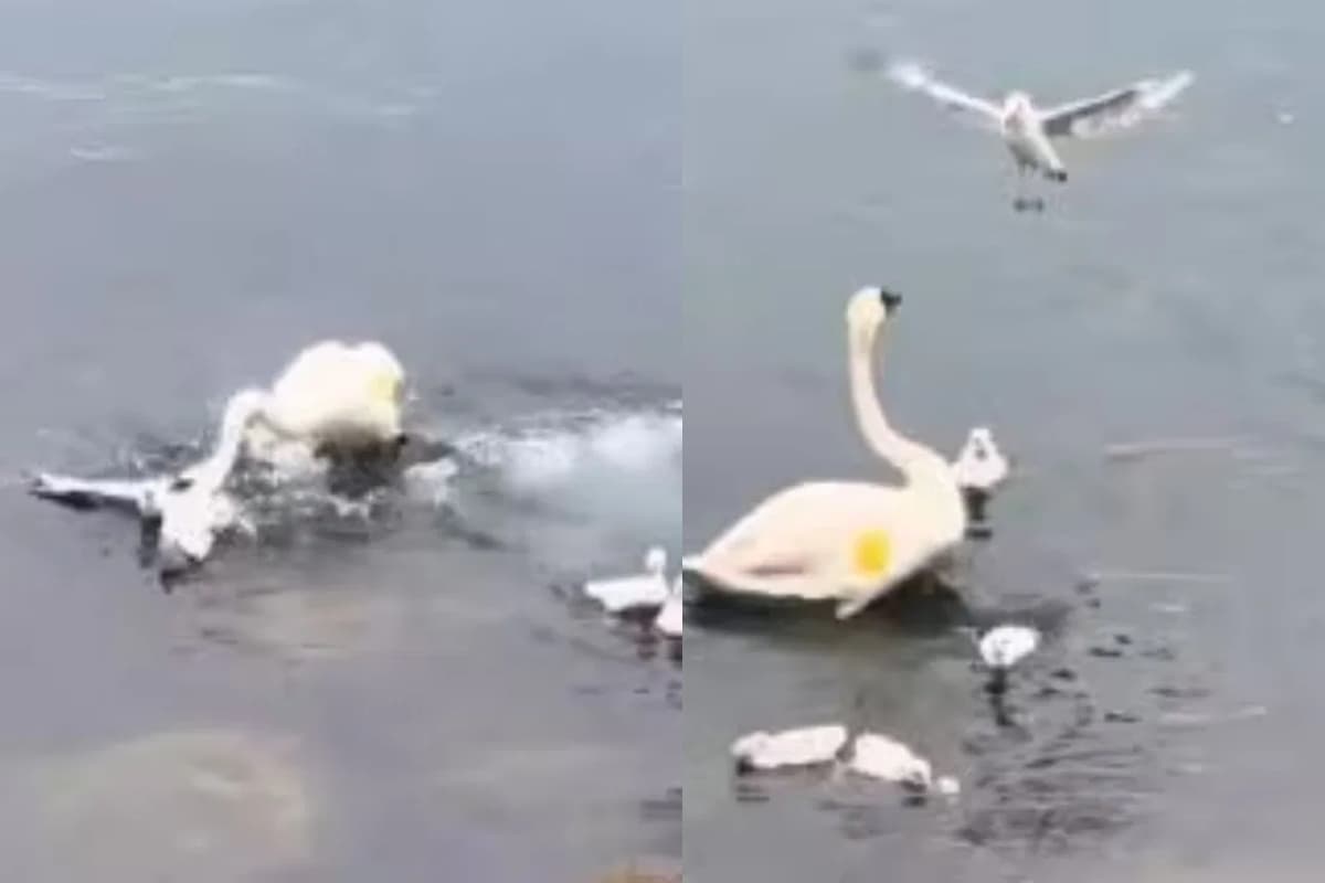 Viral Video: मां हंस ने बच्चों को बचाने के लिए सीगल से भिड़कर दिखाई जबरदस्त ताकत