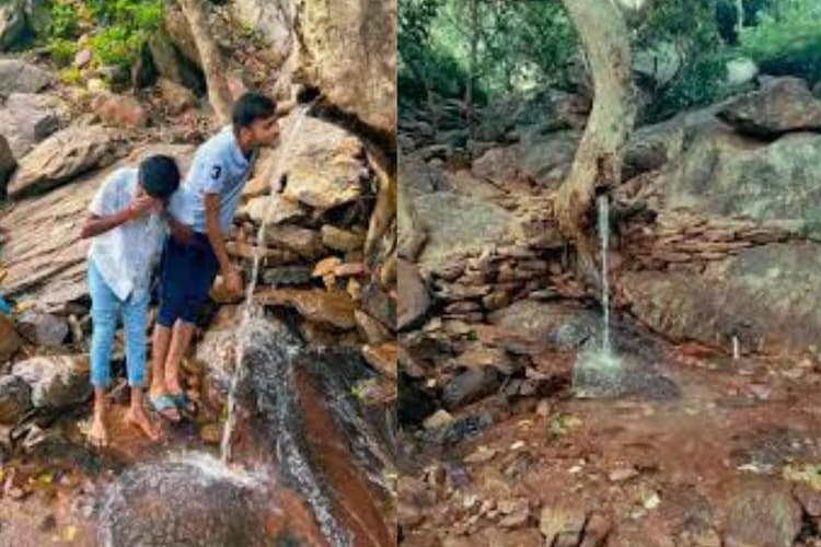 Mysterious Tree In Bihar: बिहार के इस जिले में पेड़ के तने से झर-झर गिरता है पानी, क्या है रहस्य? लोगों के लिए बना पिकनिक स्पॉट