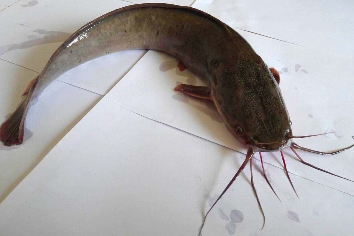 Bihar Flood Foreign catfish reached Ganga by flowing