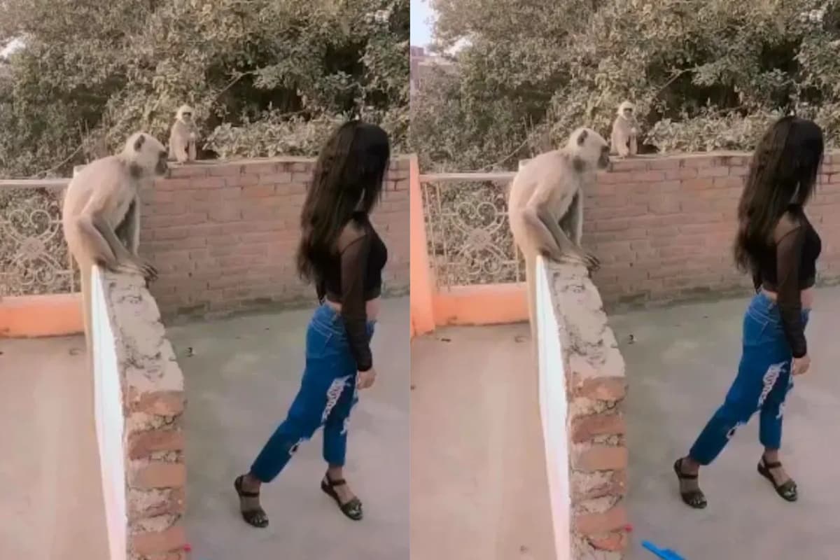 Viral Video: रील बनाते वक्त लड़की से भिड़ा लंगूर, देखकर छूट जाएगी हंसी