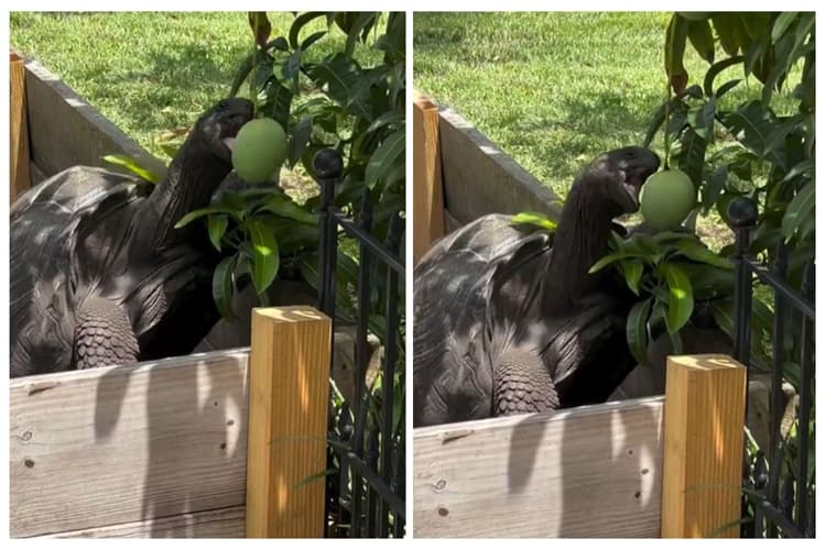 Viral Video: कछुए को आम तोड़ता देख नहीं रोक पाएंगे हंसी, सोशल मीडिया पर वायरल हो रहा वीडियो