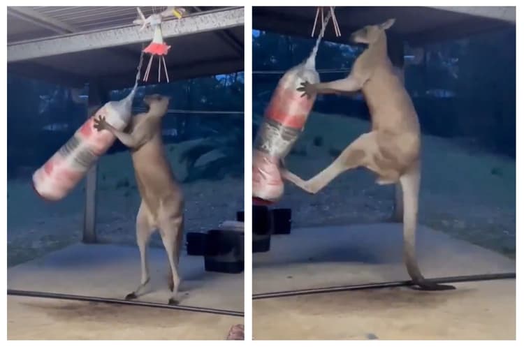 Viral Video: बॉक्सर कंगारू! पंच बैग पर मारा ऐसा किक, इंटरनेट पर मच गई धूम