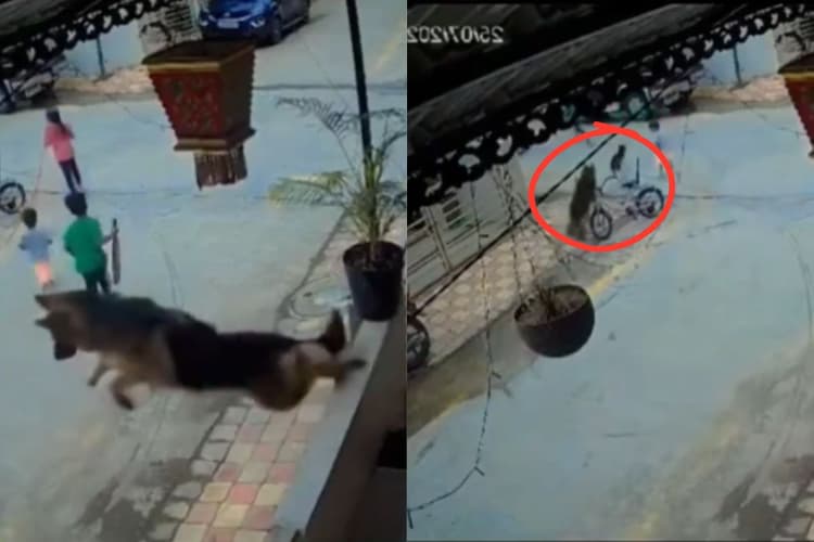 Viral Video: गली में खेल रहे बच्चों पर आवारा कुत्ते ने किया हमला, गेट फांदकर जर्मन शेफर्ड ने बचाई जान