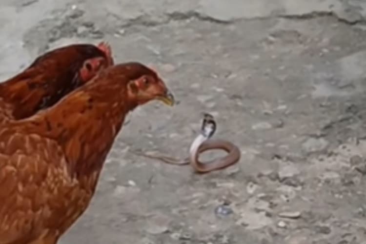 Viral Video : सांप को मुर्गी ने पटक–पटक के मारा, फिर खाया, वीडियो देखकर चौंक जाएंगे