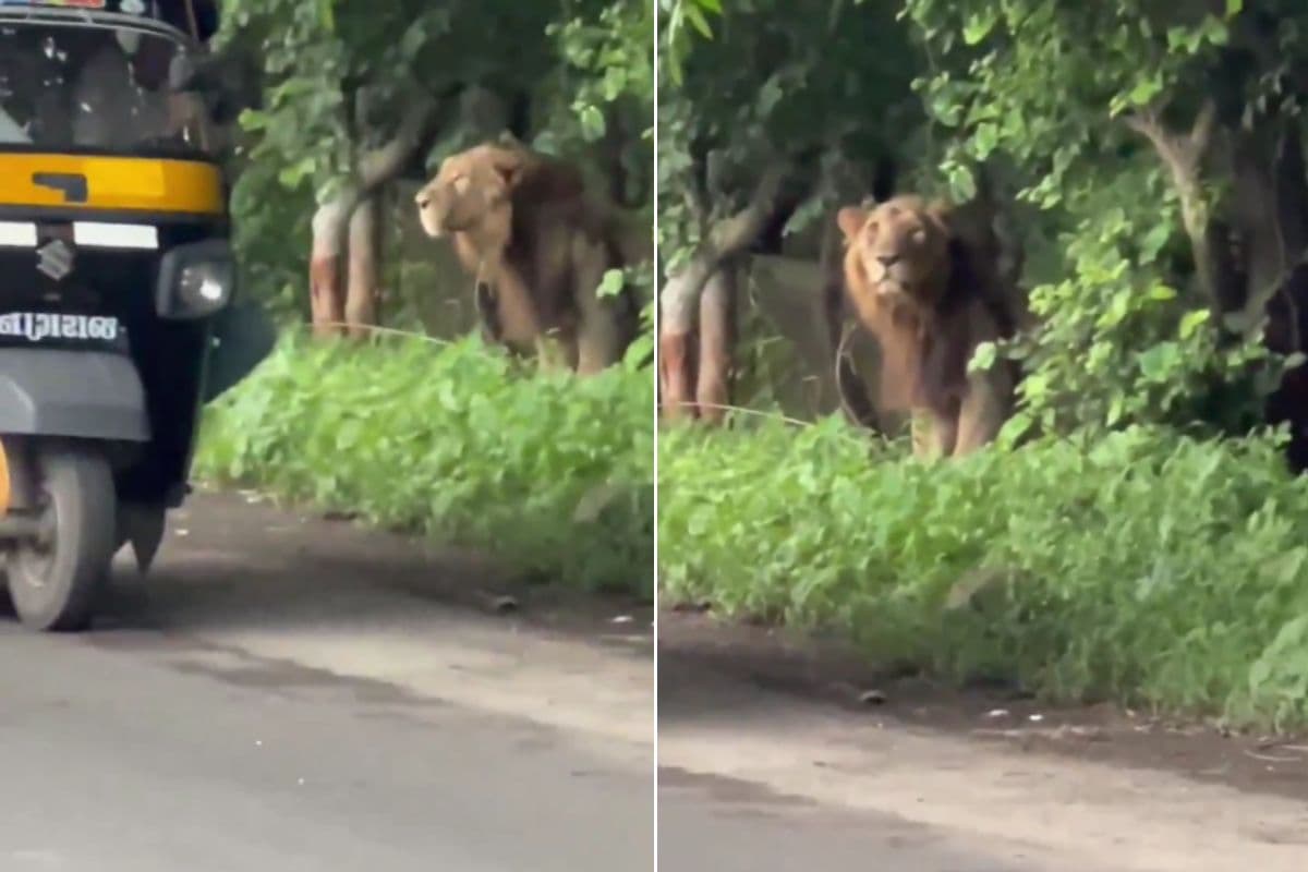 Viral Video Lion coming near road Viral Video Lion coming near road