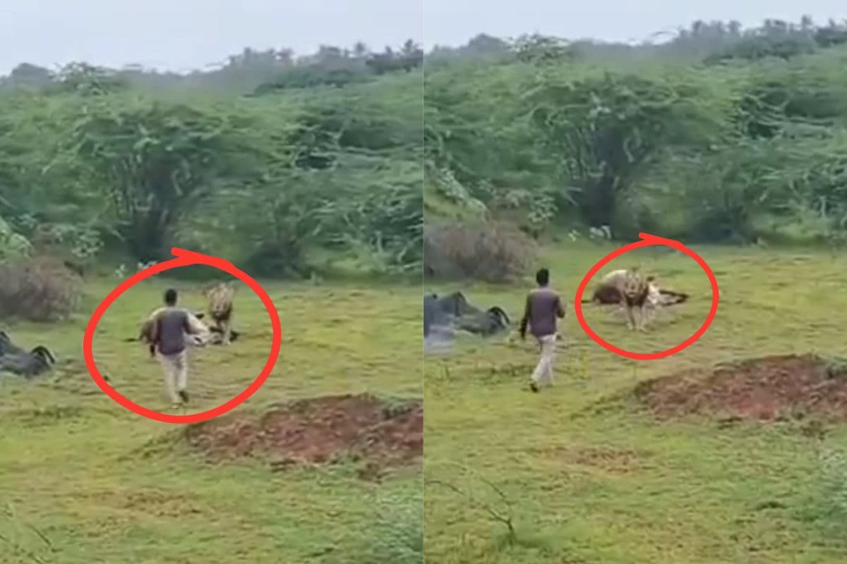 Viral Video Man Making Video Of Lion