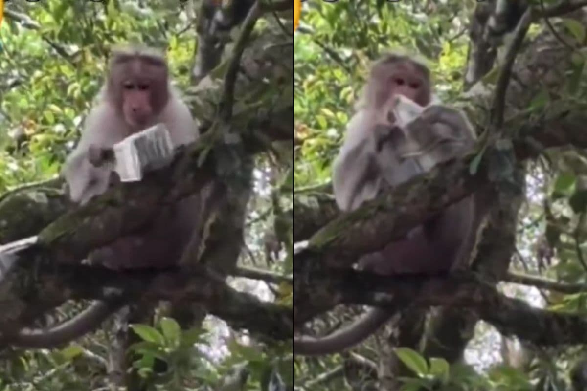 Viral Video Monkey throws 500 notes in air Viral Video Monkey throws 500 notes in air
