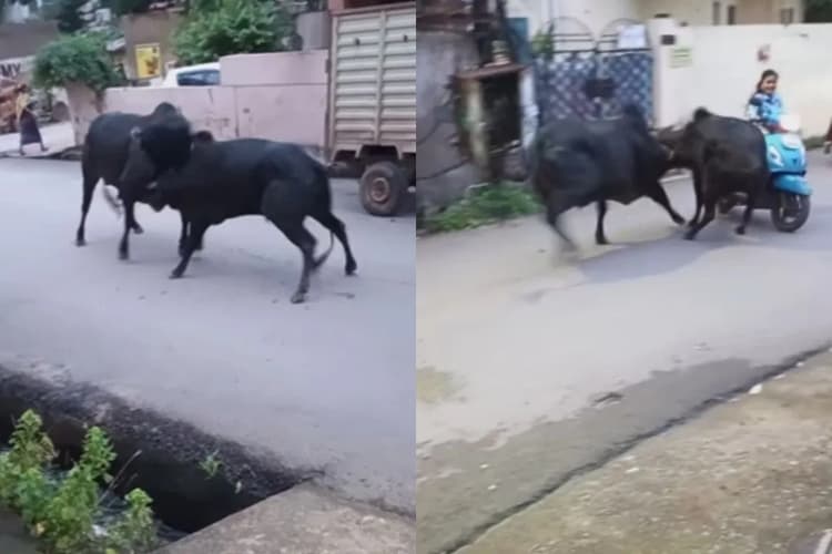 WATCH: दो सांडों की लड़ाई में फंसी स्कूटी गर्ल, सड़क पर हुआ बड़ा हादसा, Video Viral