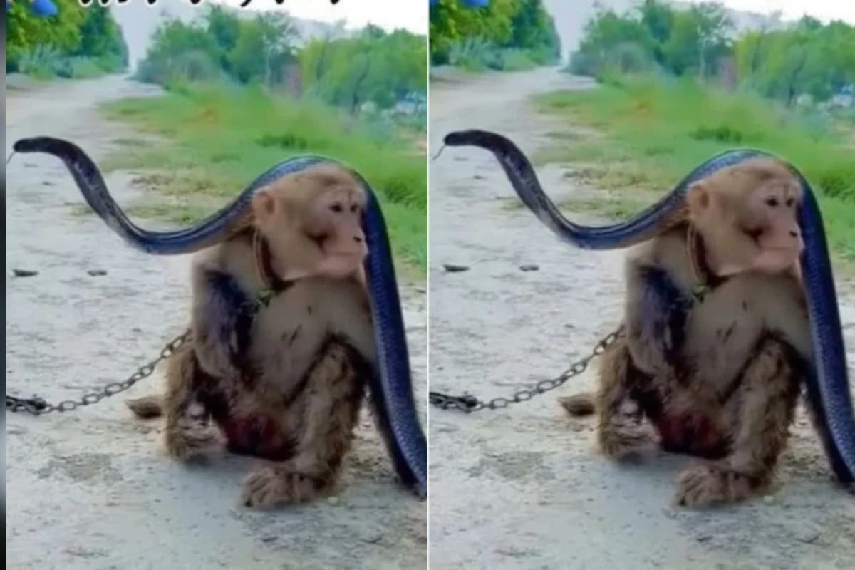 Viral Video: बंदर ने सांप को गले में लपेटा, वीडियो देख लोग रह गए हैरान