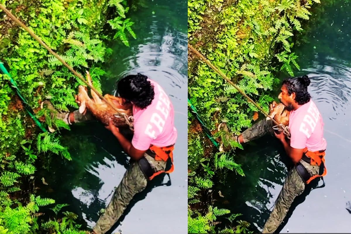 Viral Video animal lover saves deer calf Viral Video animal lover saves deer calf