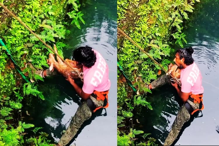 Viral Video: पानी में डूबे हिरन के बच्चे को बचाने के लिए लगा दी जान की बाजी, पशुप्रेमी की सब कर रहे तारीफ
