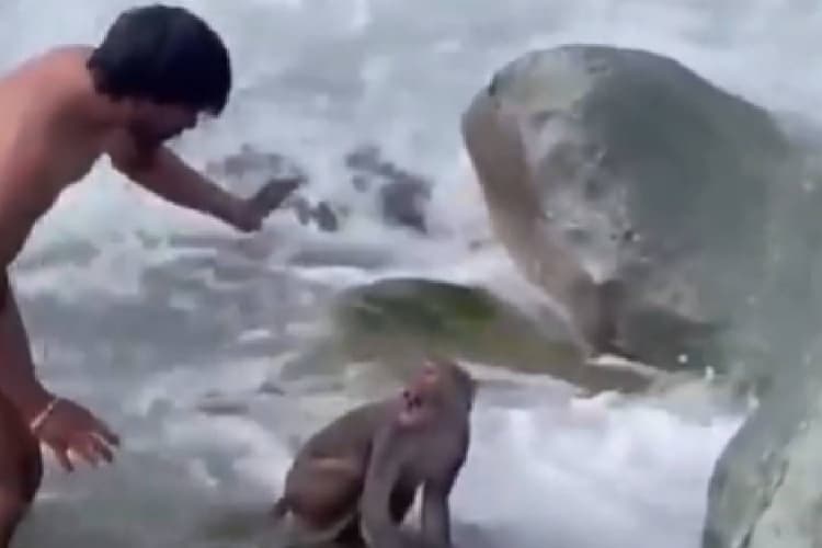 Viral Video : बंदर की जान बचाने पहुंचा शख्स, बंदर उल्टे काटने लगा