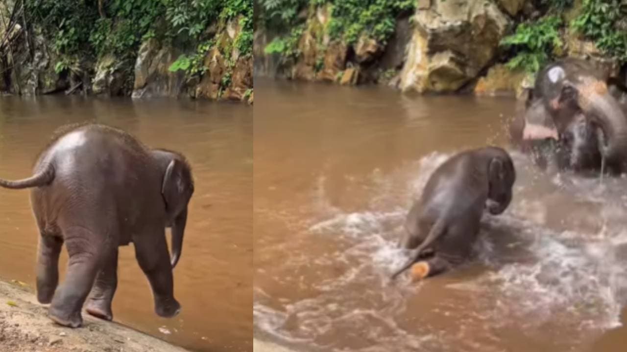 Viral Video of baby elephant Viral Video of baby elephant