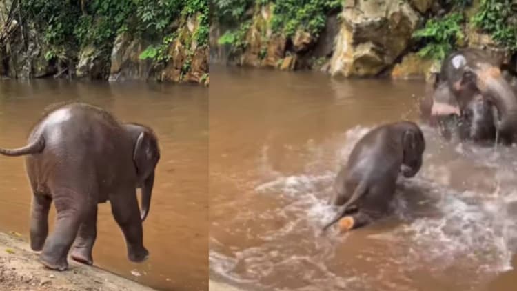 Viral Video: पानी देख नाच उठा नन्हा हाथी, लगाई ऐसी मस्तीभरी डाइव की पूरा इंटरनेट समाज हो गया खुश
